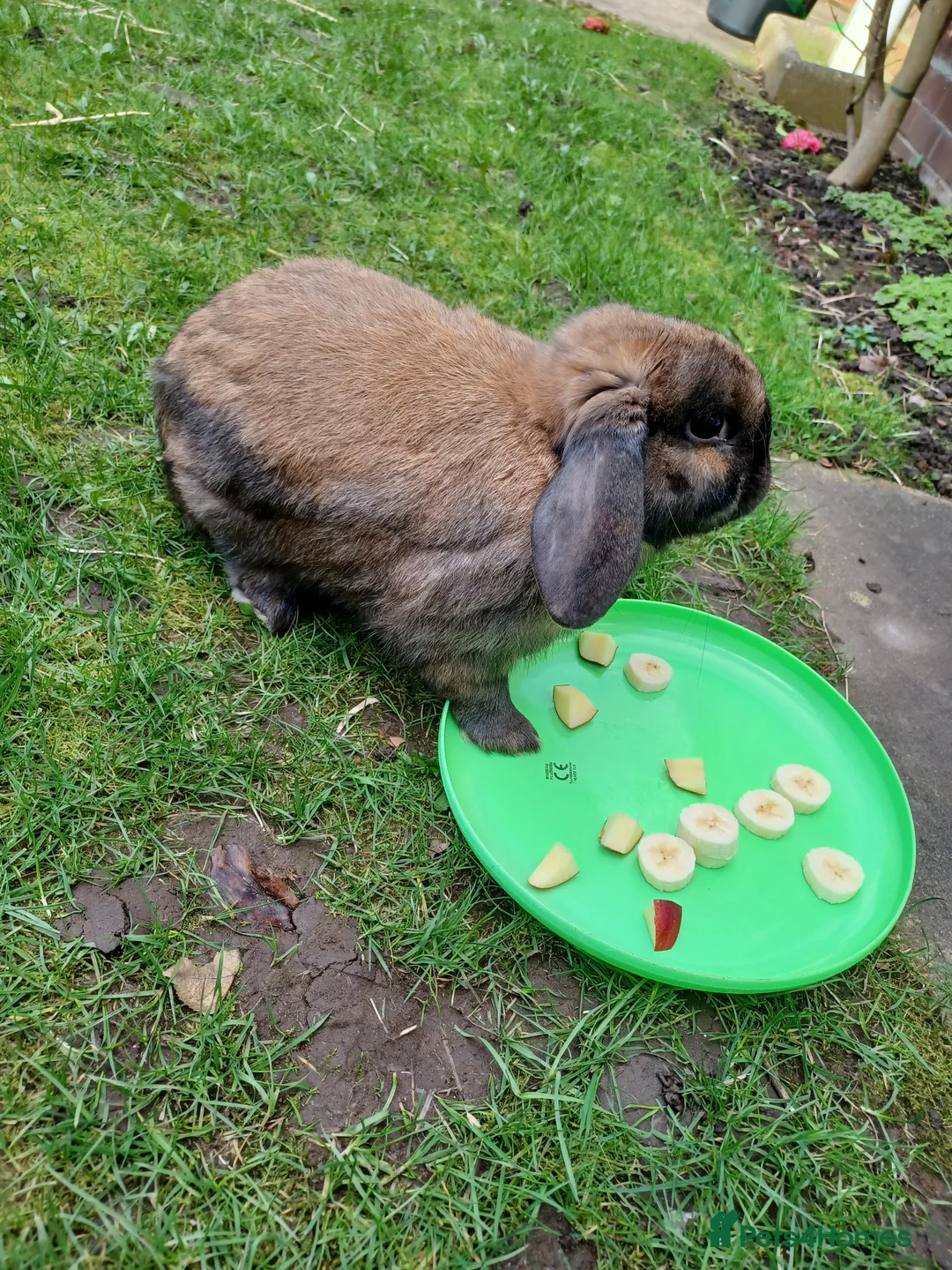 Mini Lop rabbits for sale: Skittles male lop rabbit in Willenhall - Advert 2