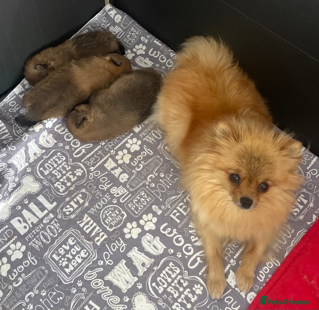 Pomeranian dogs for sale: Pomeranian puppy’s orange sable 🧡🍊🐾 - Image 8