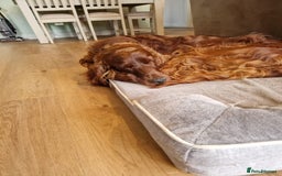 Irish Setter dogs for stud: Irish Setter (Red) Available for Stud. - Image 7
