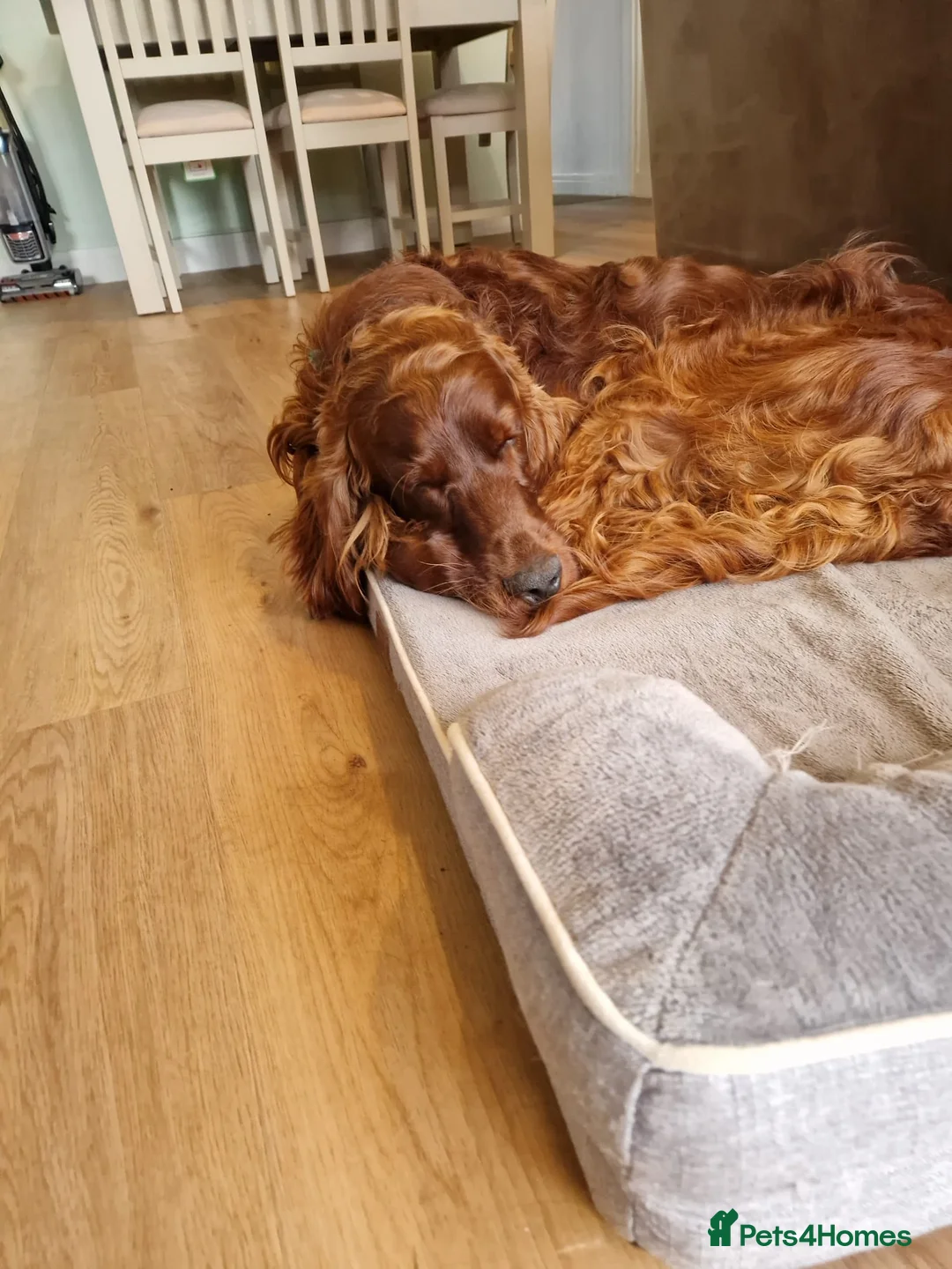 Irish Setter dogs for stud: Irish Setter (Red) Available for Stud. - Advert 7