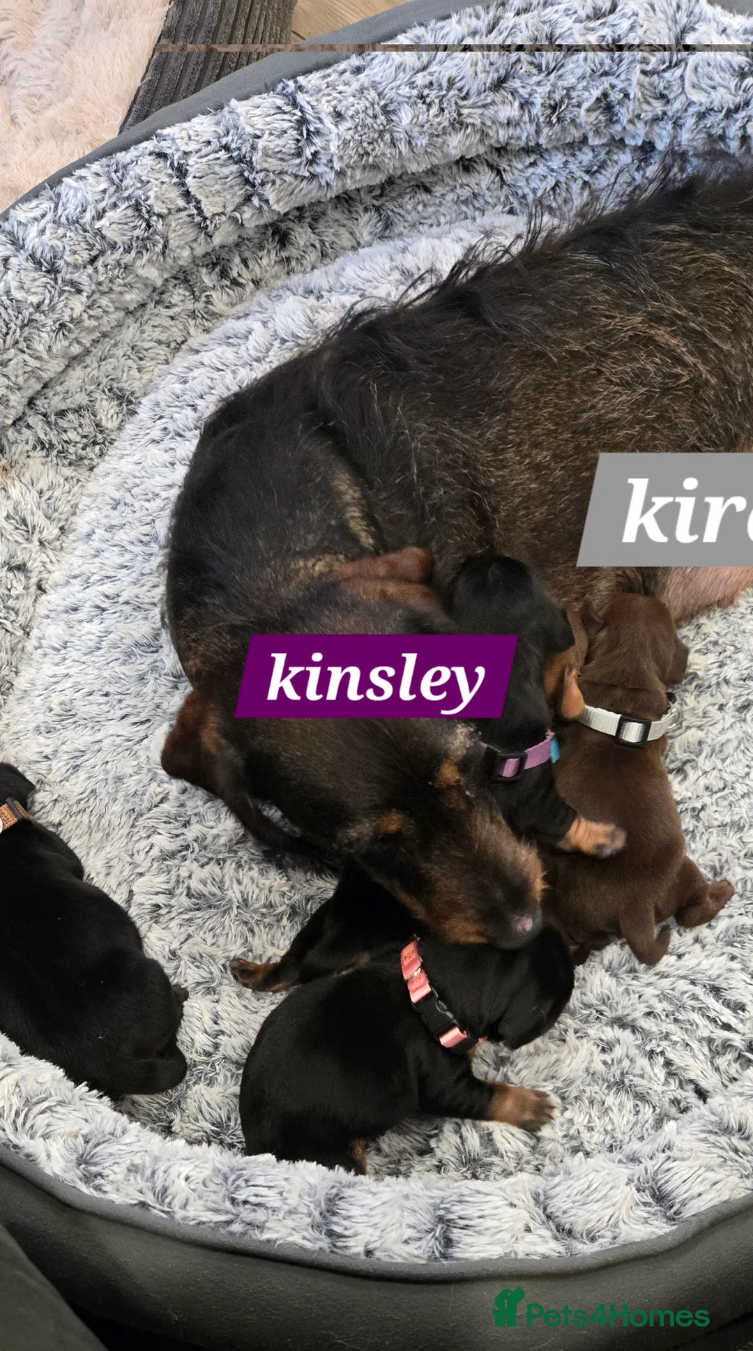 Dachshund dogs for sale: Beautiful Daxis - Advert 29