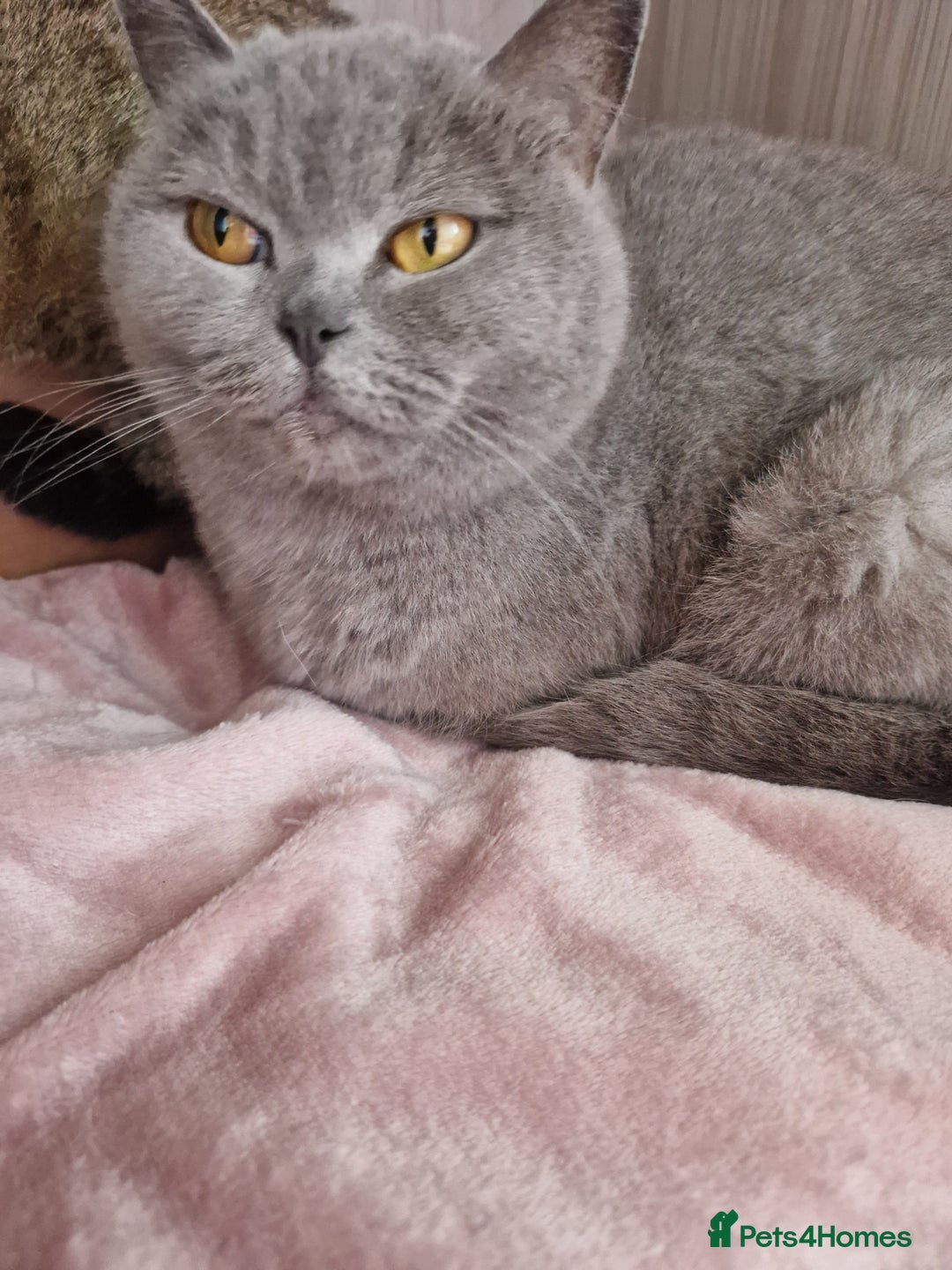 British Shorthair cats for sale: British Shorthair Girl  - Advert 2
