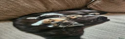 Mixed Breed cats for sale: Mixture of Colour kittens in Birmingham - Advert 8