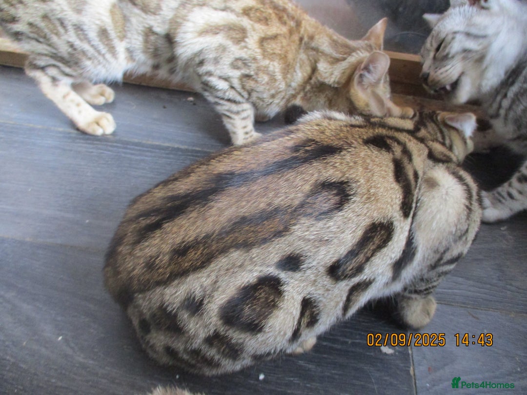 Bengal cats for sale: pedigree male bengals - Advert 28
