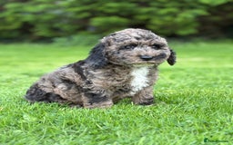 Cavapoo dogs for sale: Beautiful cavapoochon puppies - Image 3