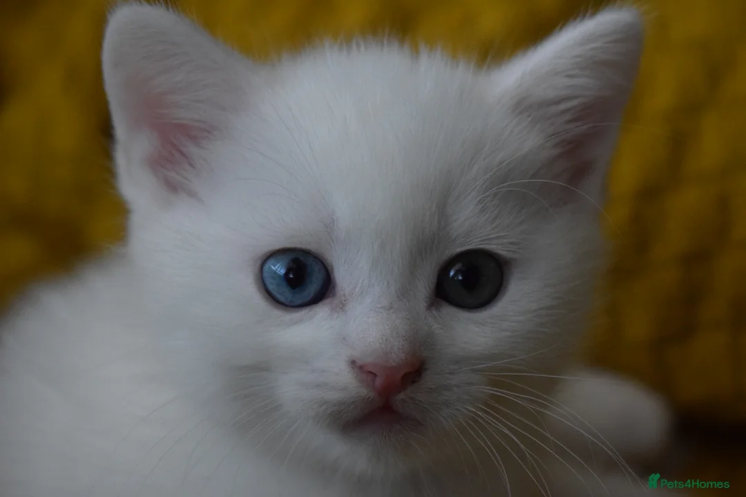 Mixed Breed cats for sale: Rare Odd Eye Mixed Breed Kitten for sale - Advert 4