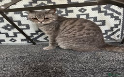British Shorthair cats for sale: 2 British short hairs - Image 3