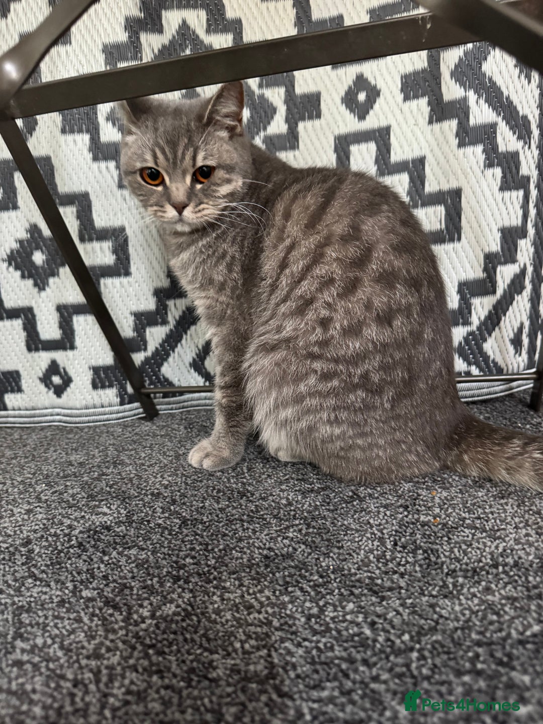 British Shorthair cats for sale: 2 British short hairs - Image 3