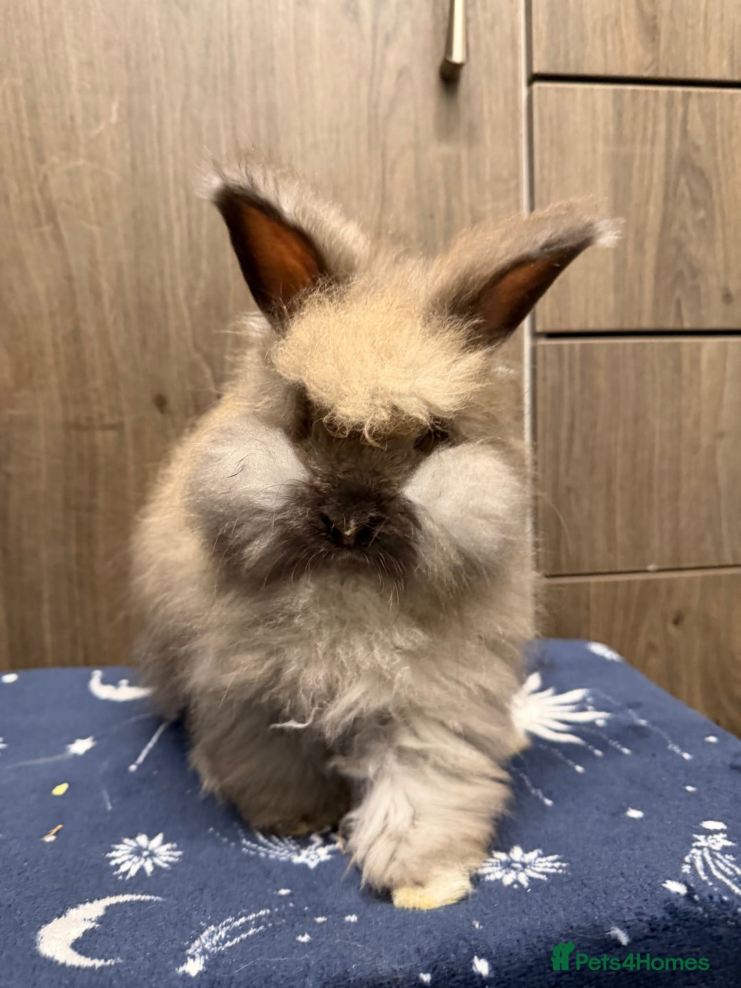 Angora rabbits for sale: Beautiful Female Angora babies ready now  - Advert 2