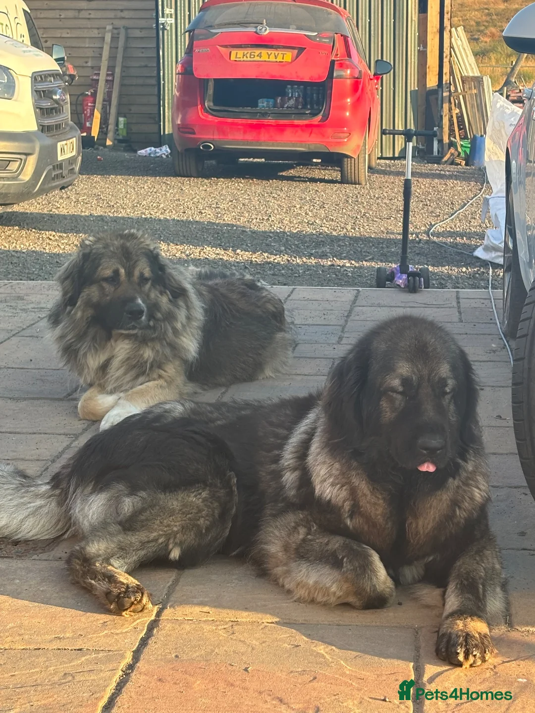 Caucasian Shepherd Dog dogs for sale: Caucasian shepherd pups. Final litter - Advert 1