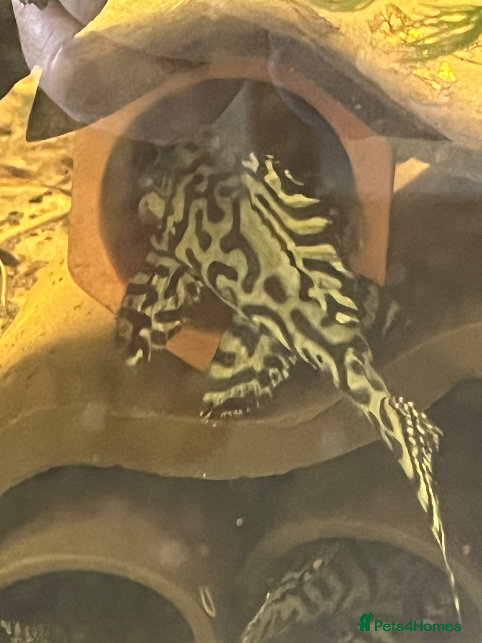 Plecos fish L236sw proven breeding adults.  - Advert 2