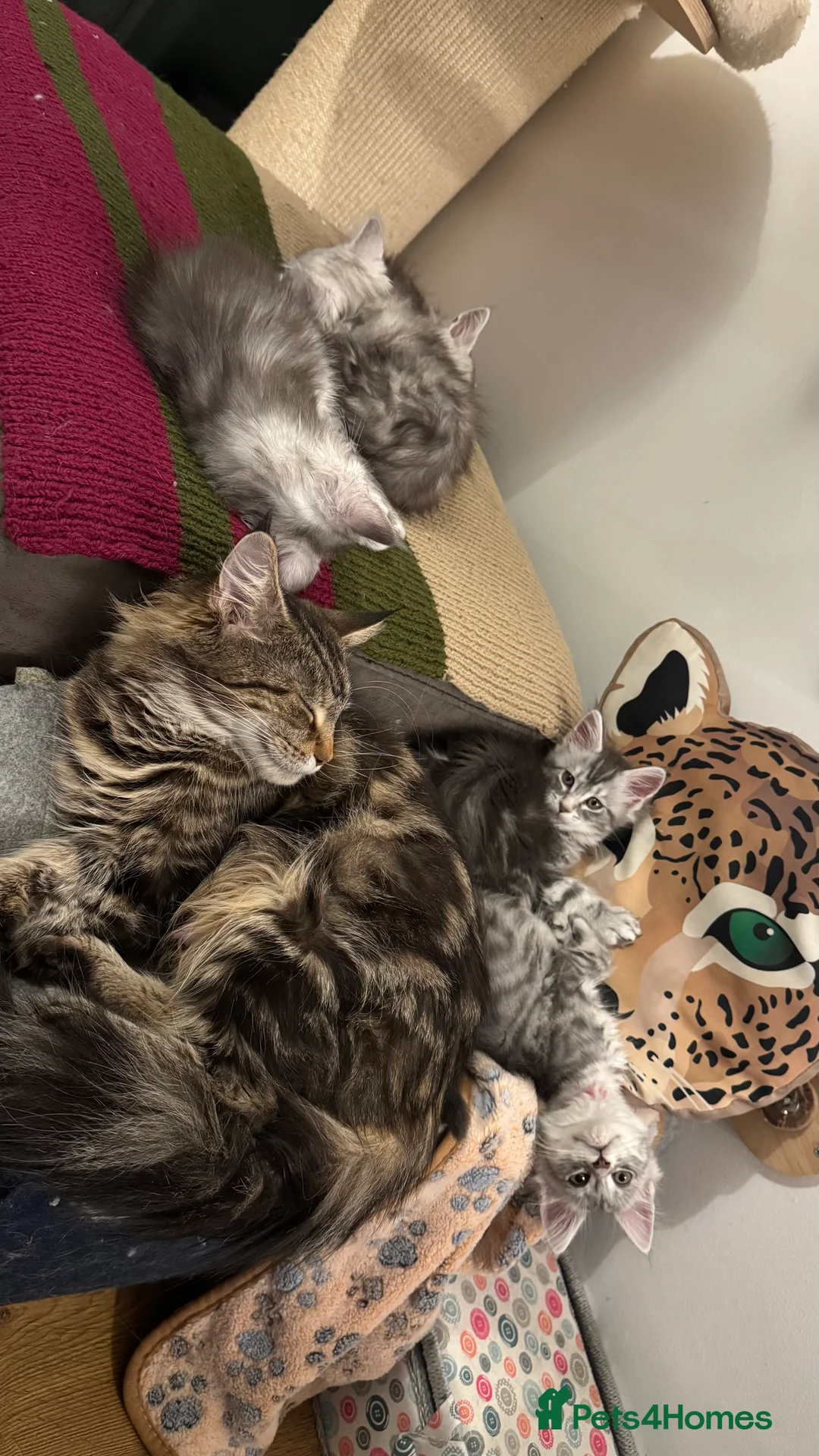 Maine Coon cats for sale: Black Silver classic tabby Mainecoon kittens - Advert 40