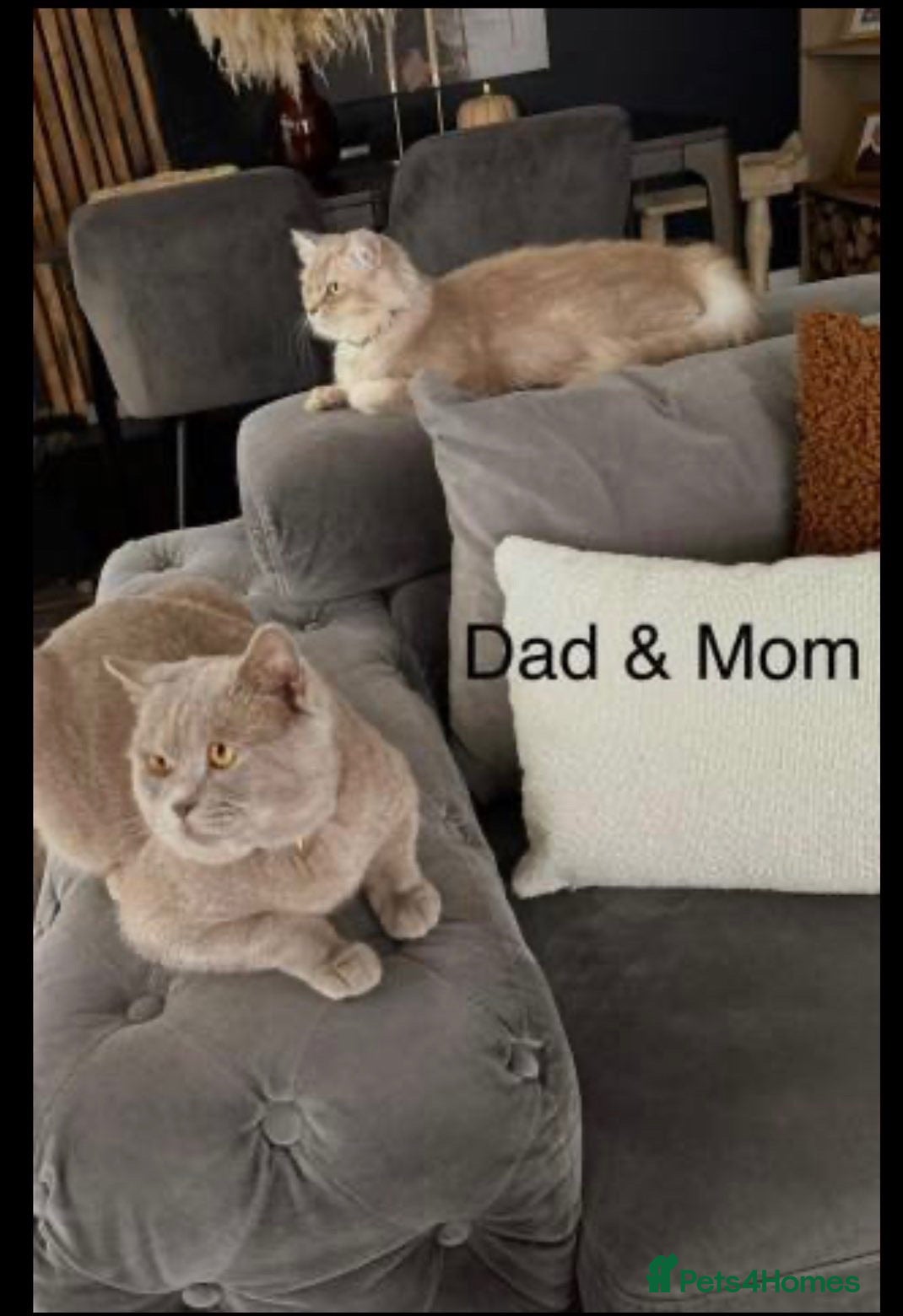 British Shorthair cats Beautiful British kittens for sale 🐾♥️ - Advert 8