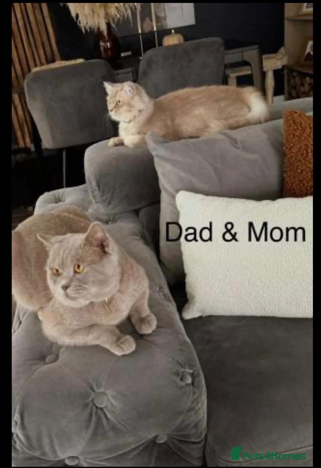 British Shorthair cats for sale: Beautiful British kittens for sale 🐾♥️ - Advert 1