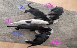 Mixed Breed dogs for sale: Cocker Jack Puppies - Image 1