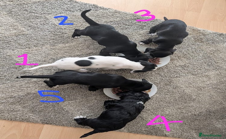 Mixed Breed dogs - Advert 1