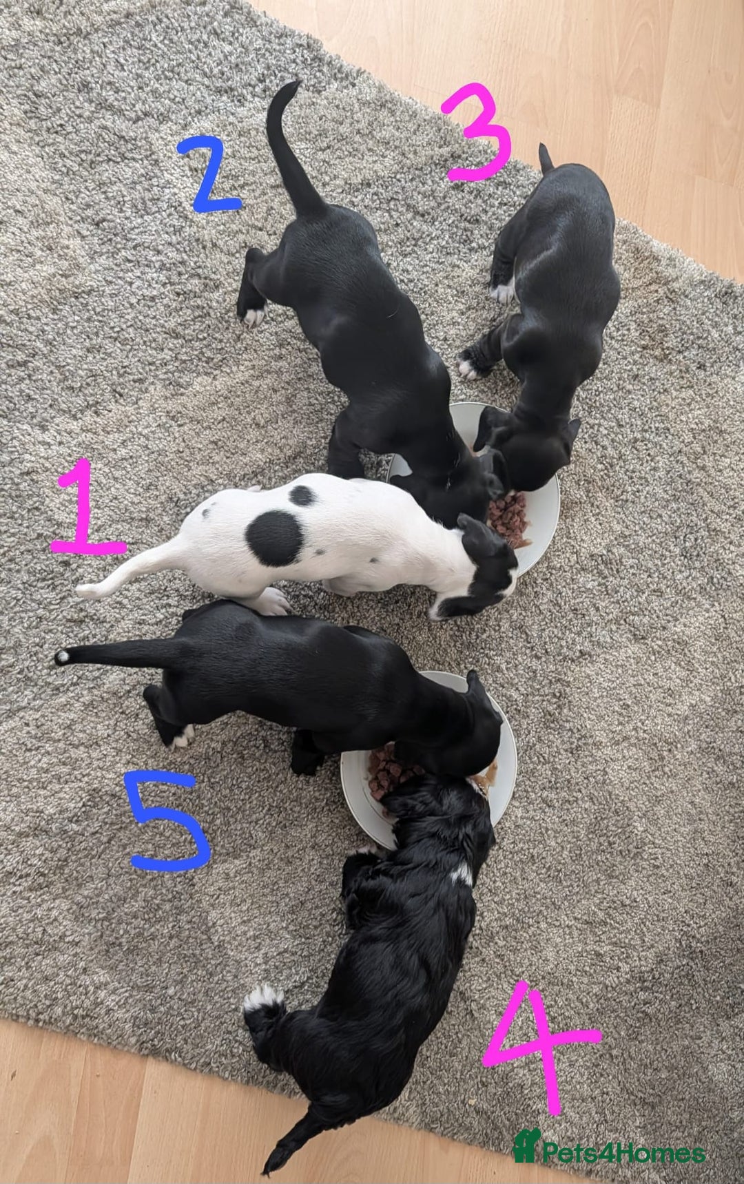 Mixed Breed dogs for sale: Cocker Jack Puppies - Image 1