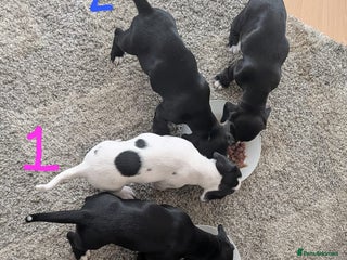 Mixed Breed dogs - Advert 20