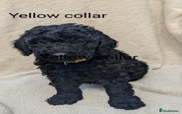 Poodle dogs for sale: Moyen Poodles - Image 5