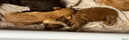 Mixed Breed dogs for sale: Aussie Labradoodle Puppies arrived 28/08/26 - Advert 17
