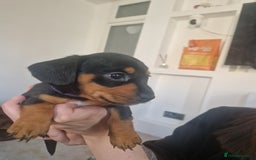 Mixed Breed dogs for sale: Jack russell x miniture dachshund pups in Porth - Image 3