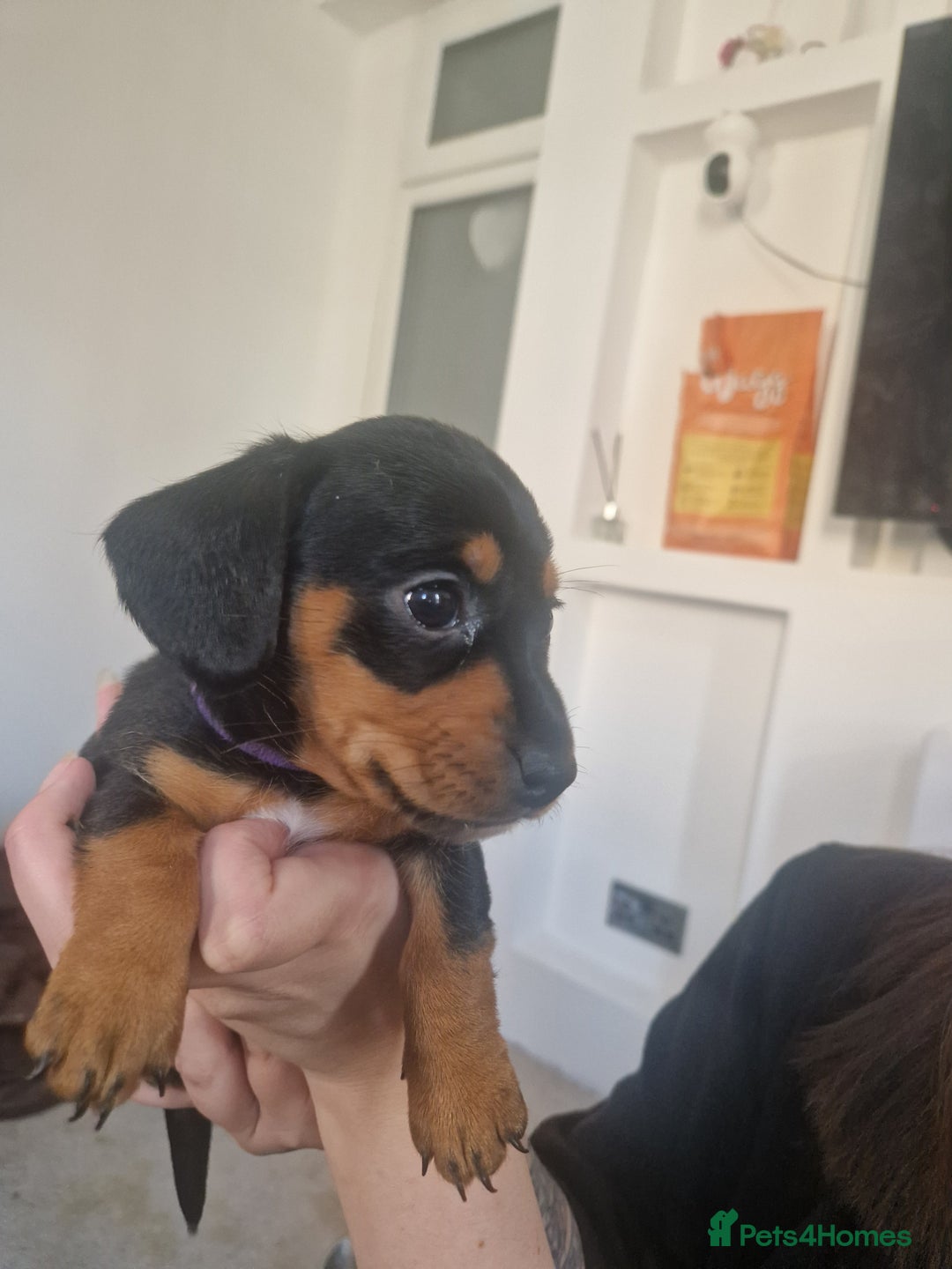 Mixed Breed dogs for sale: Jack russell x miniture dachshund pups in Porth - Image 3
