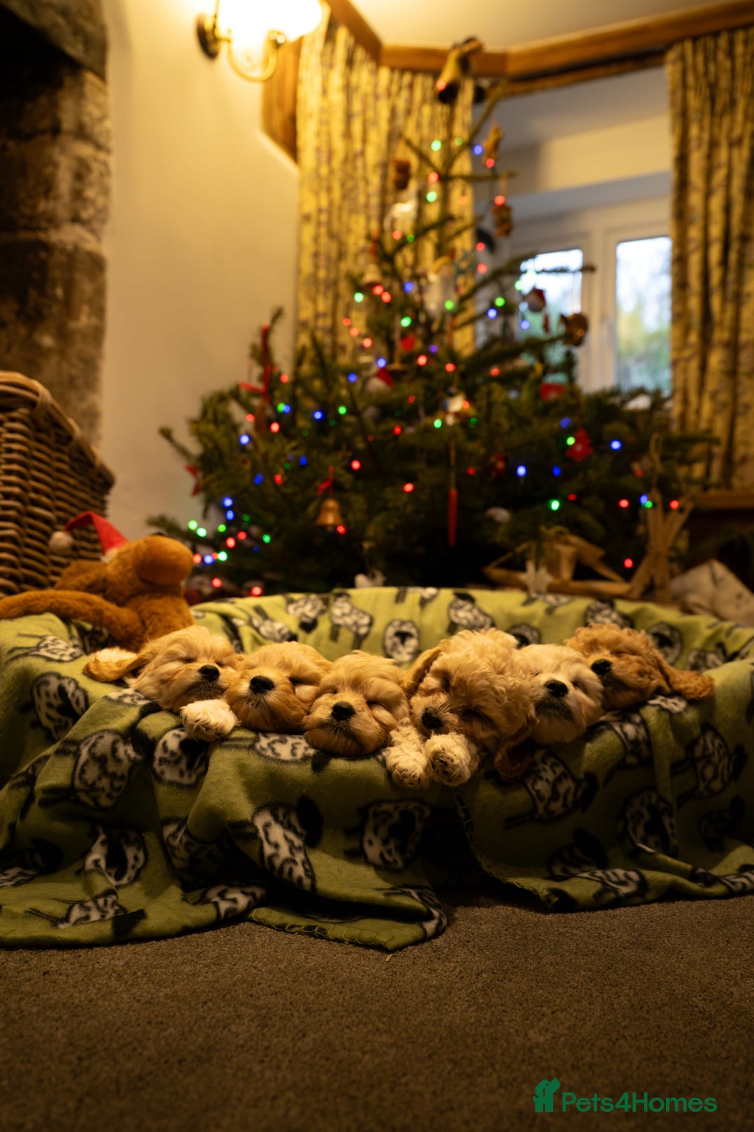 Cavapoochon dogs for sale: All sold now  - Advert 4