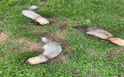 Ferret rodents for sale: Young Ferrets  - Image 6