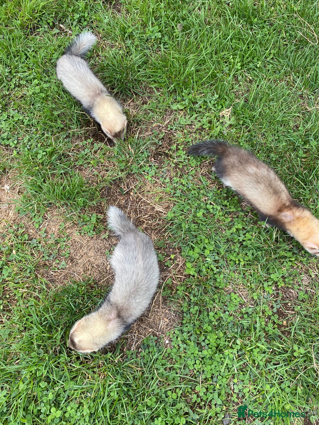 Ferret rodents for sale: Young Ferrets  - Image 6