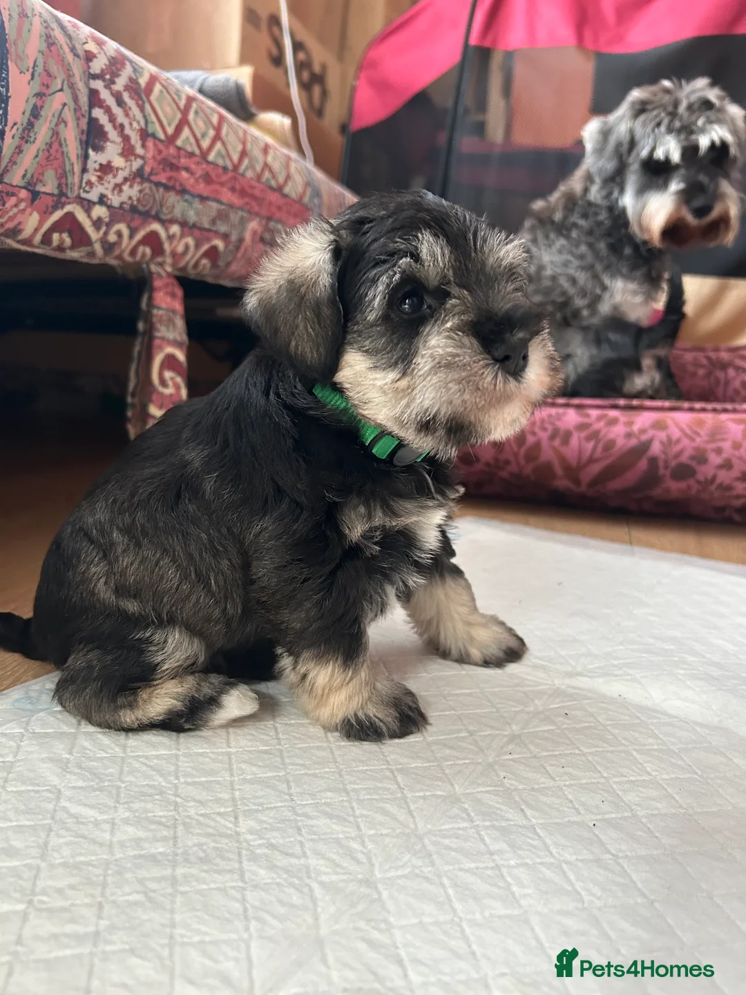 Miniature Schnauzer dogs for sale: Pedigree Miniature Schnauzers in Nottingham - Advert 9