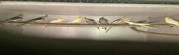 Cockatiels birds for sale: 2026 Young cockatiels  - Advert 20