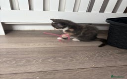 Domestic Shorthair cats for sale: Last little girl kitten from litter of 5  - Image 5