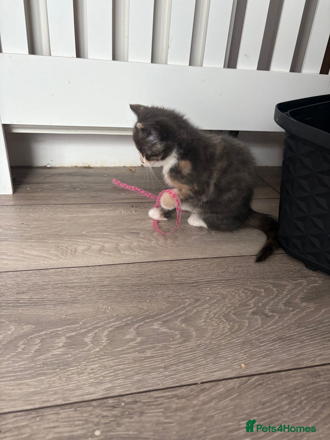 Domestic Shorthair cats for sale: Last little girl kitten from litter of 5  - Image 5