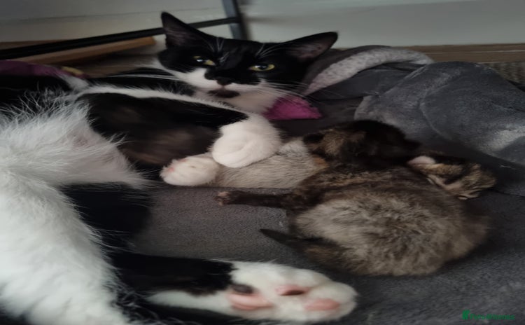 Mixed Breed cats - Advert 3
