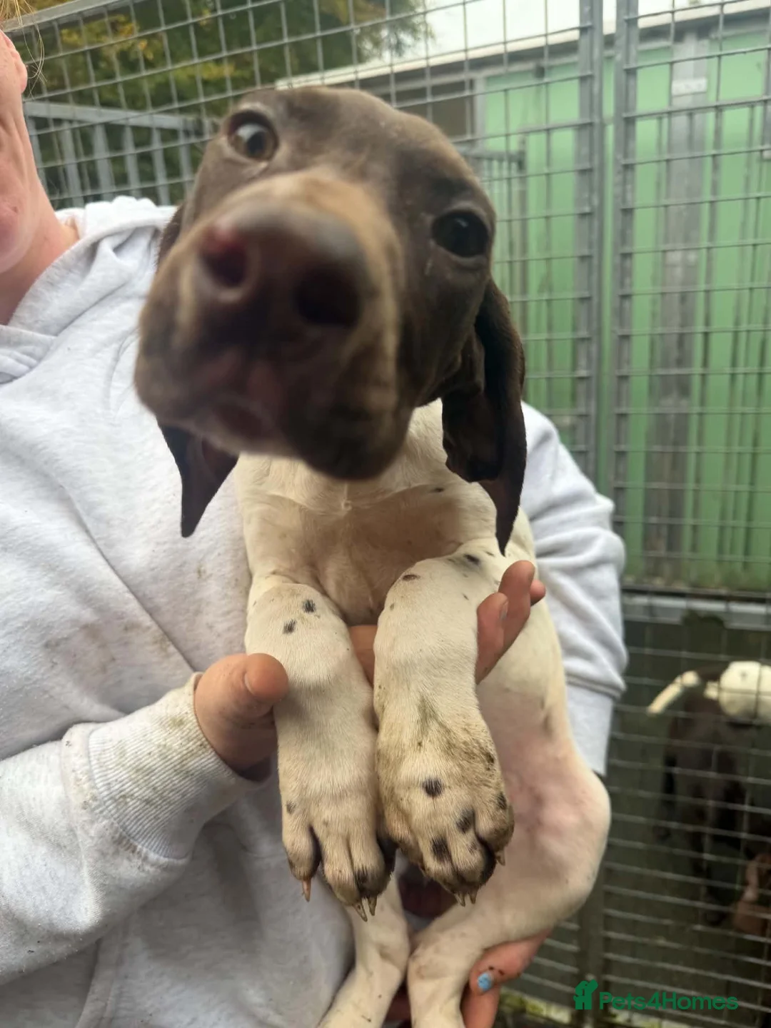 German Shorthaired Pointer dogs for sale: German shorthaired puppies in Kilmarnock - Advert 1