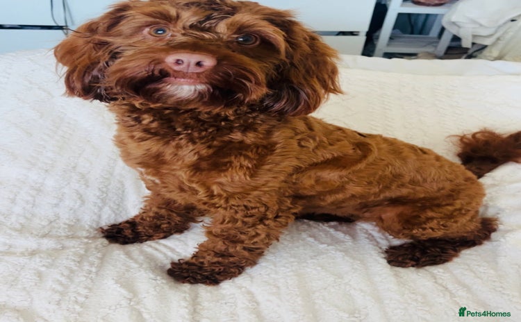 Cockapoo dogs - Advert 14