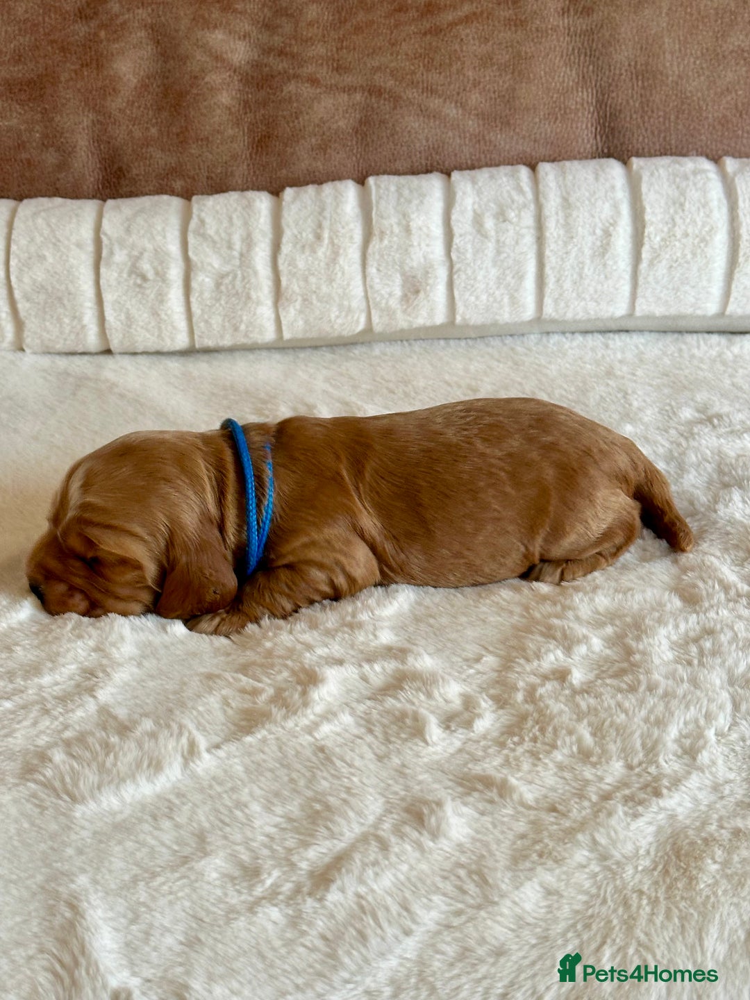 Cocker Spaniel dogs for sale: Extensively Health Tested KC Reg Puppies  - Advert 20