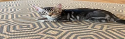 Bengal cats for sale: Bengal X - Advert 15
