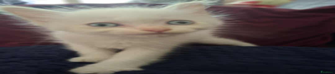 Ragdoll Kitten 2