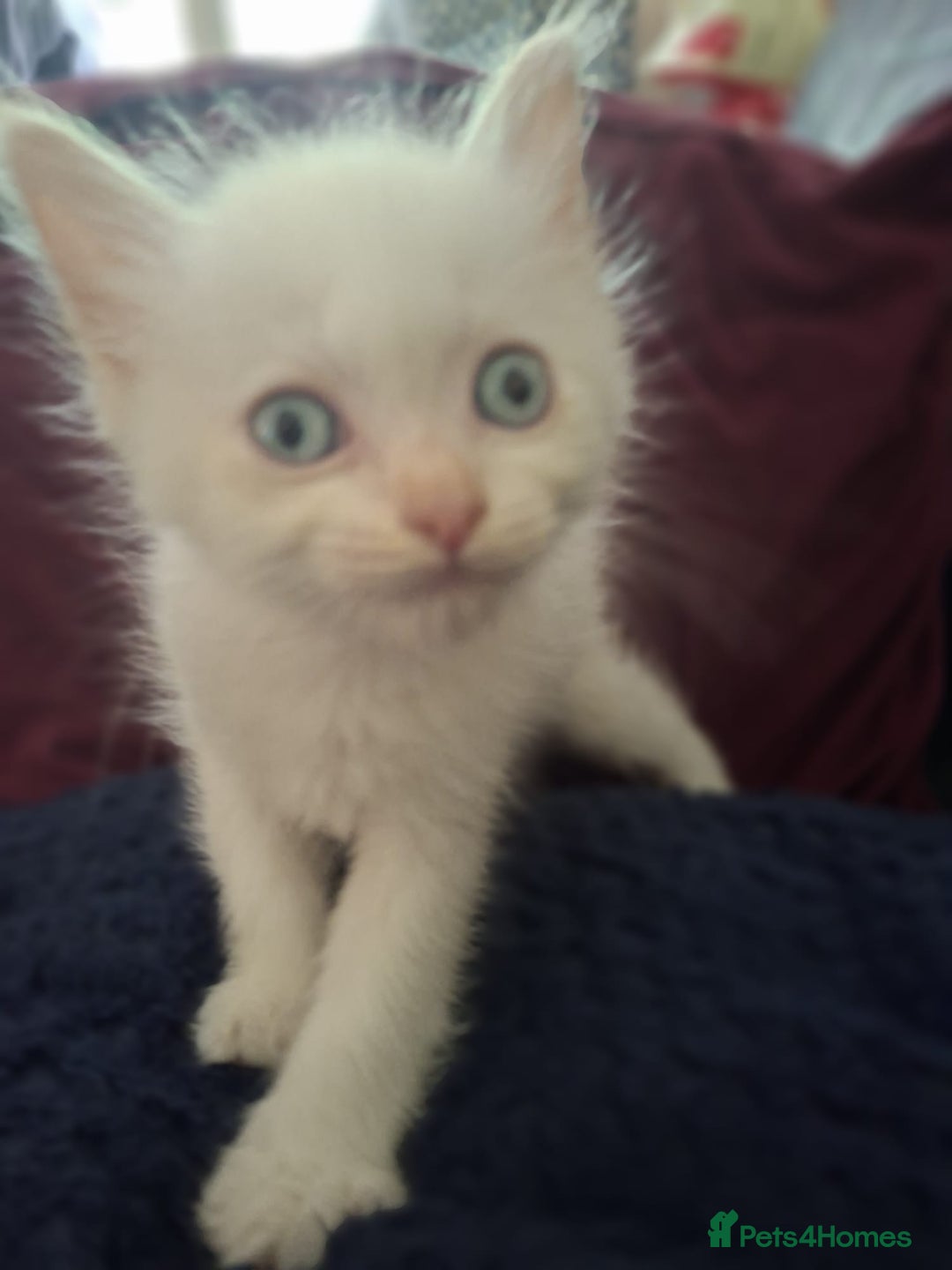Ragdoll cats for sale: Beautiful Ragdoll x British long hair kittens  - Image 6