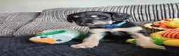 Mixed Breed dogs for sale: Saluki  ** d saluki whippet  - Advert 2