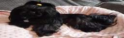 Shih Tzu dogs for stud: Stunning imperial shih-tzu stud - Advert 5