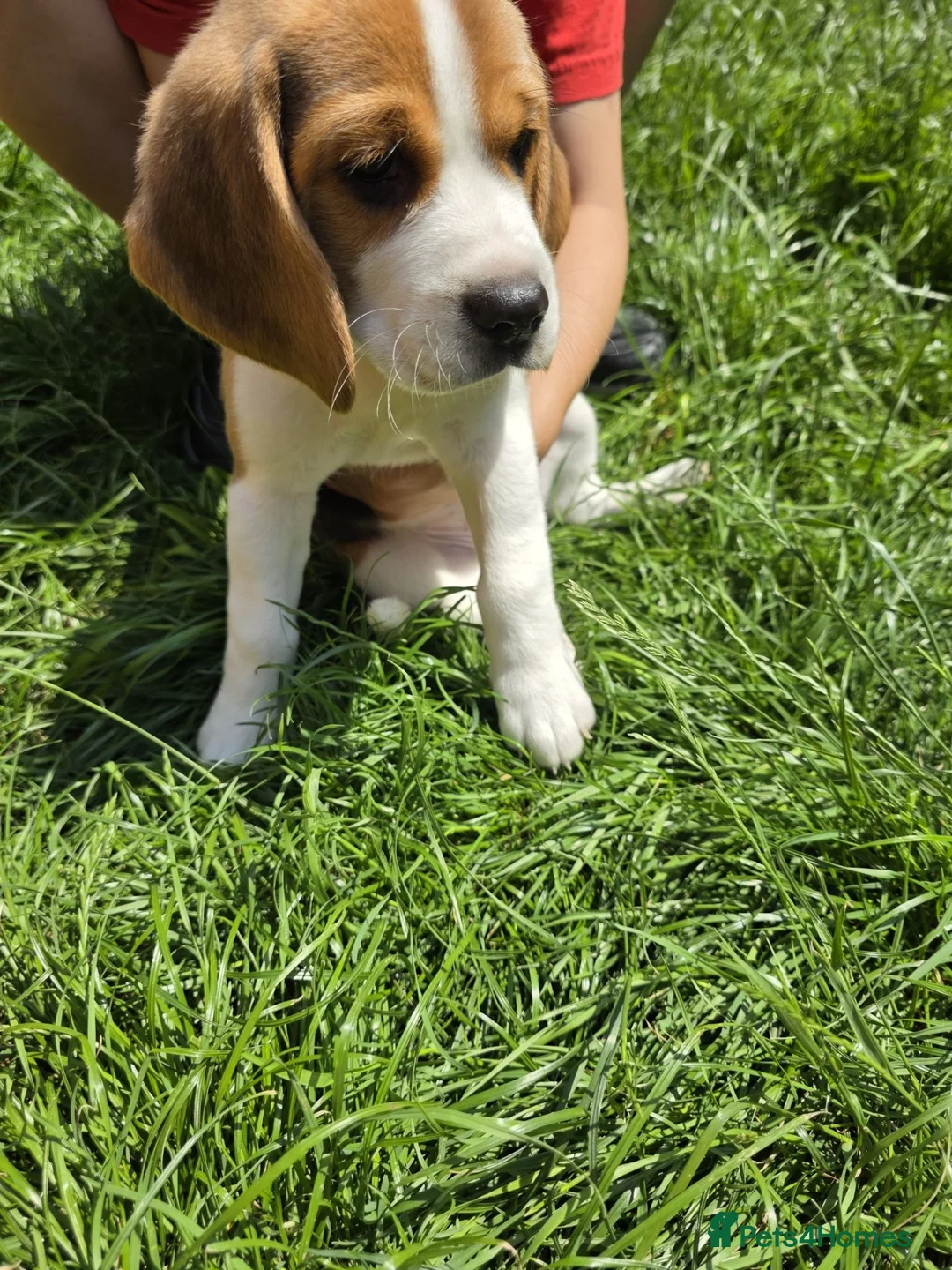 Beagle dogs for sale: KC REG PURE BEAGLE PUPPIES in Stoke-on-Trent - Advert 14