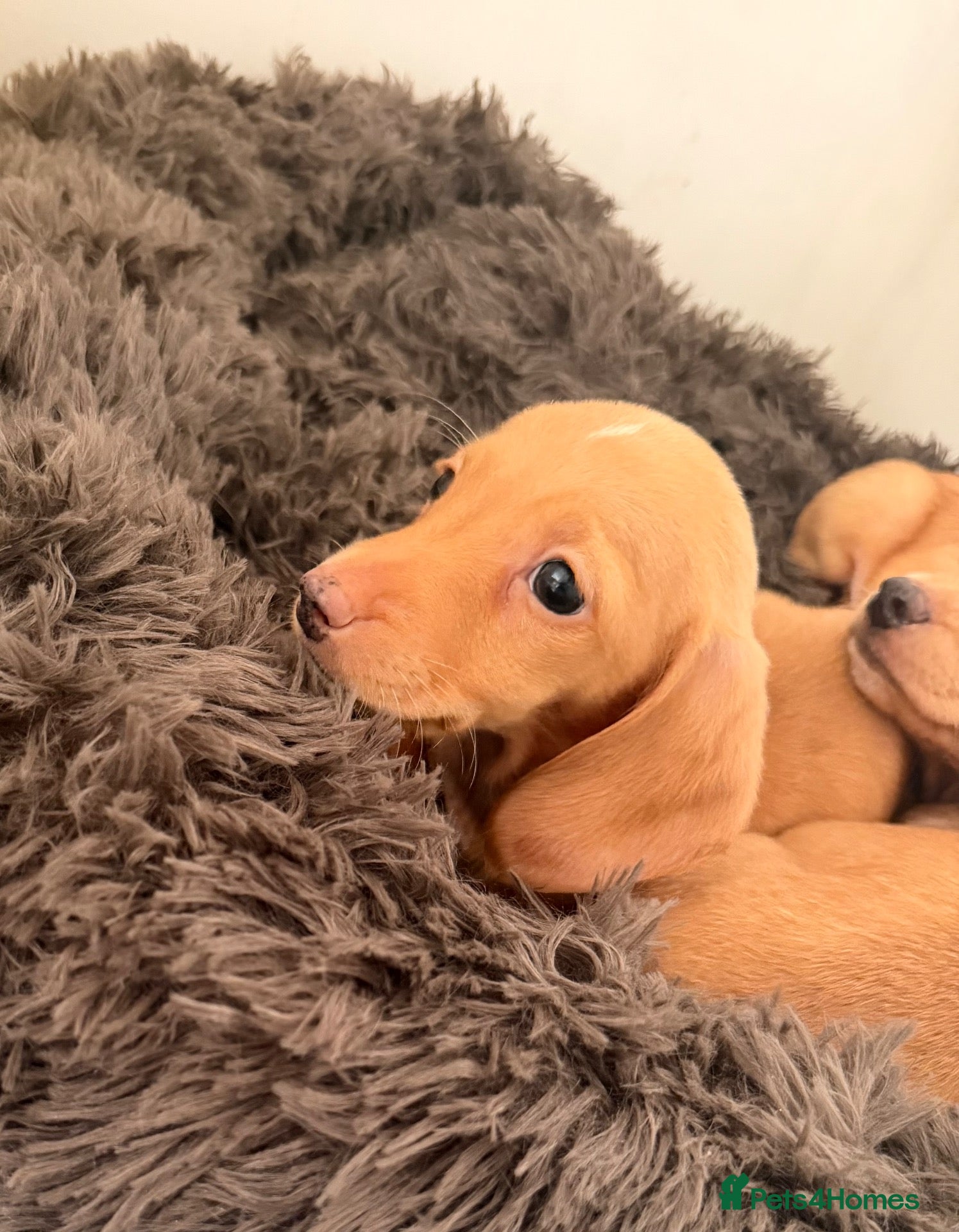 Dachshund dogs for sale: Cream boy girl dachshund puppies  - Advert 2