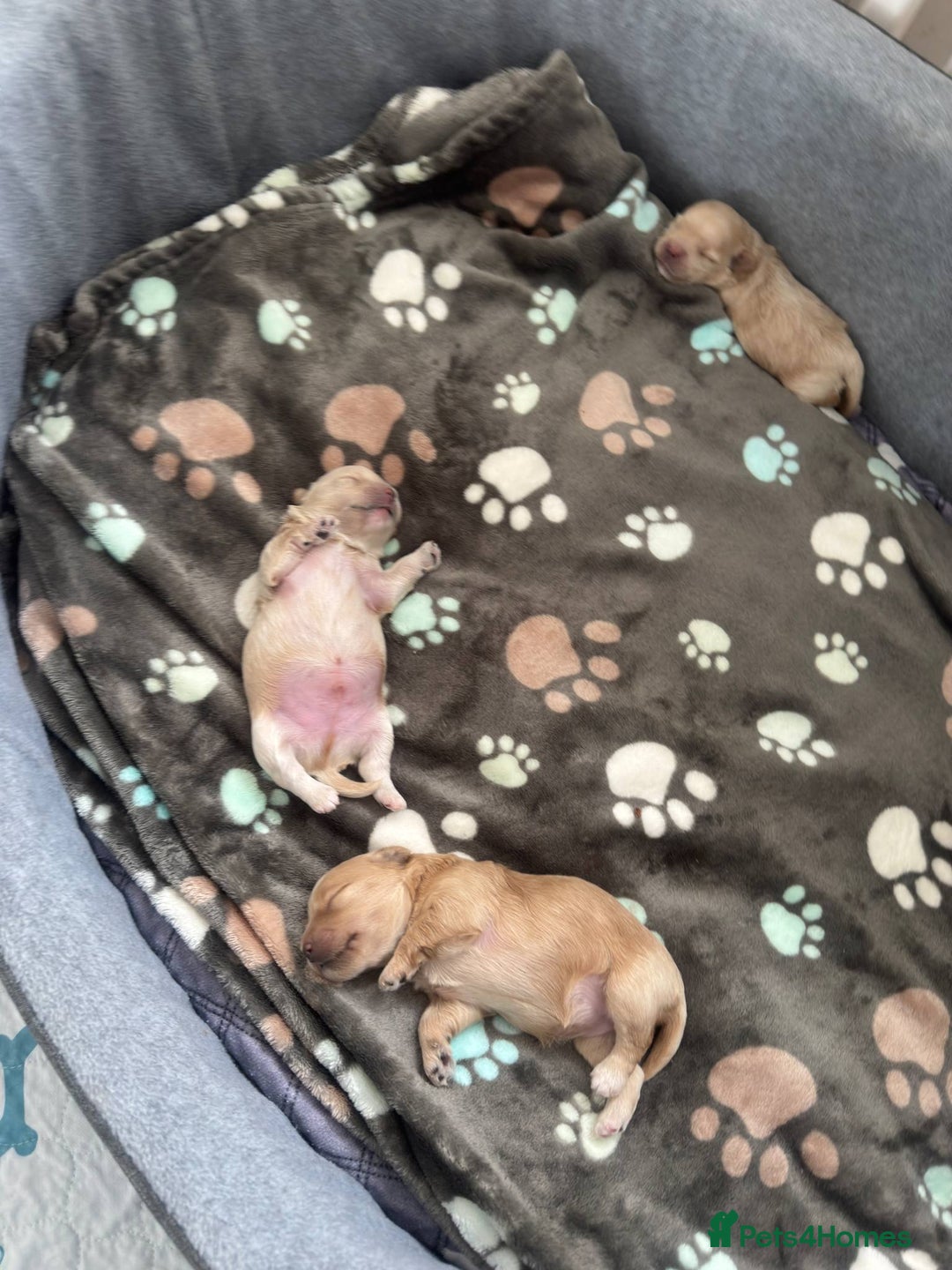 Miniature Poodle dogs for stud: Asian Toy Poodle - TEDDYCUP in Kettering - Image 7