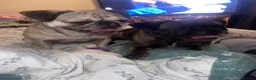 Frug dogs for sale: Female and male frug - Advert 6