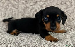 Dachshund dogs for sale: Sausage dachshund puppies  - Image 4