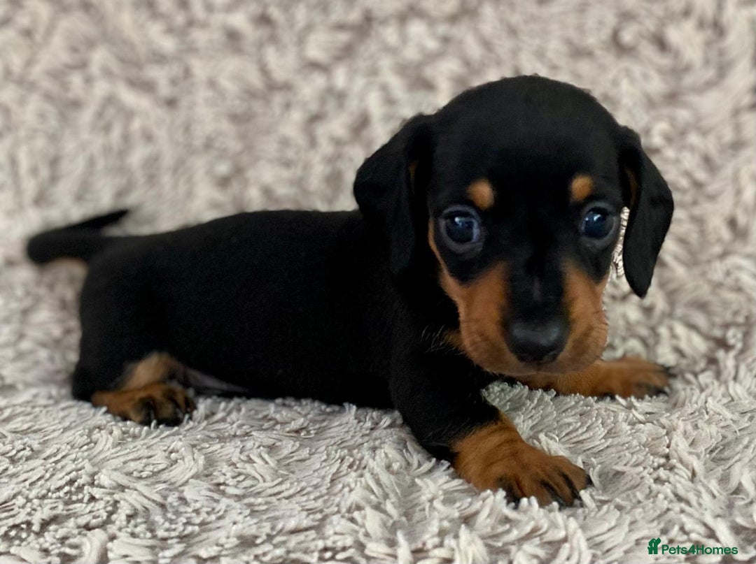 Dachshund dogs for sale: Sausage dachshund puppies  - Image 4