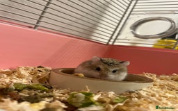 Hamster rodents for sale: Dwarf hamster - Image 3