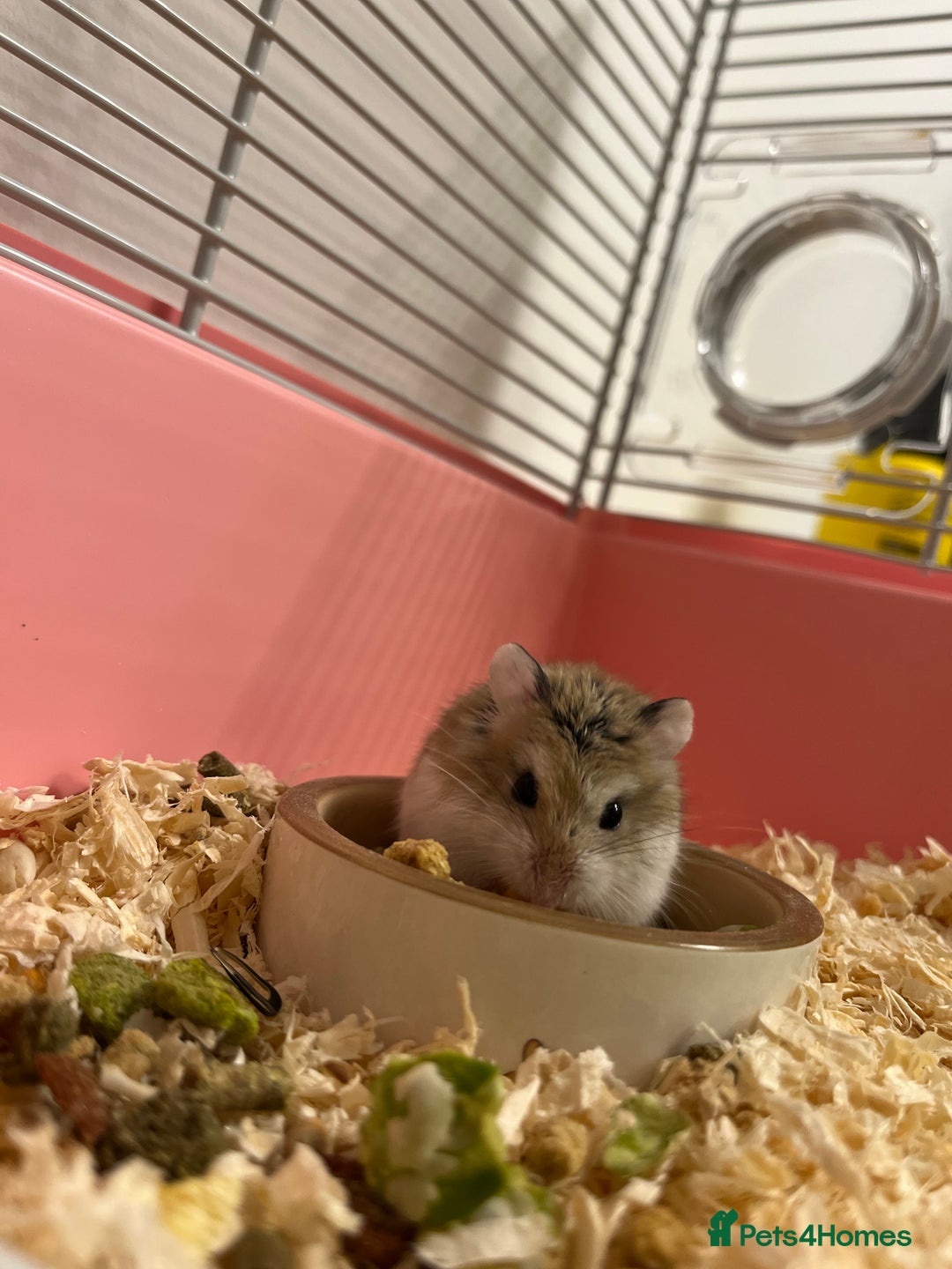 Hamster rodents for sale: Dwarf hamster - Image 3